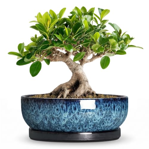 Bonsai Pots 8 Inch, Ceramic Succulent Pots with Saucer, Blue - color: Blue, size: 8 Inch