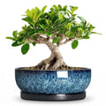 Bonsai Pots 8 Inch, Ceramic Succulent Pots with Saucer, Blue - color: Blue, size: 8 Inch