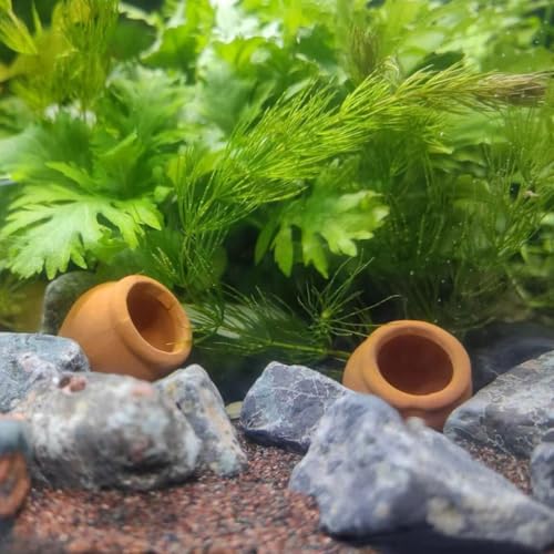 Mini Terracotta Pots – Small Clay Flower Pots for Succulents, Cactus, DIY Crafts, Fairy Garden, School Projects, Mini Planters – Set of 20 (Belly (No Drain Hole), 0.5 Inch) - size: 0.5 Inch, style: Belly (No Drain Hole)