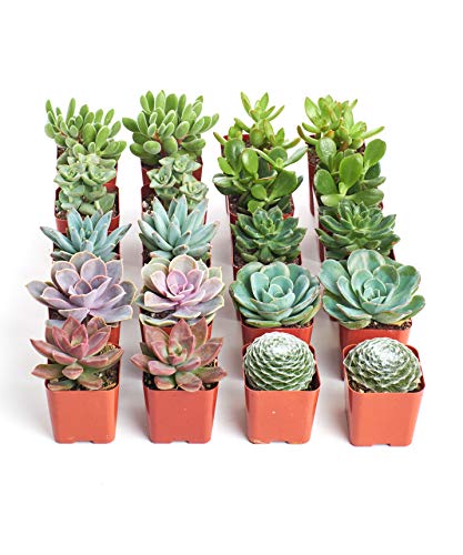 Shop Succulents Assorted Succulent Plant Pack Collection - Live Mini Succulent Plants, Low Maintenance, Mixture of Colors & Textures - Wedding and Party Favors, Gift & Garden, Pack of 20 - color: Assorted