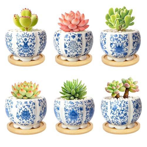 3.1 Inch Flower Pots Succulent Pots with Drainage Bamboo Tray Set of 6 - color: Blue-porcelain-hexagon-petal