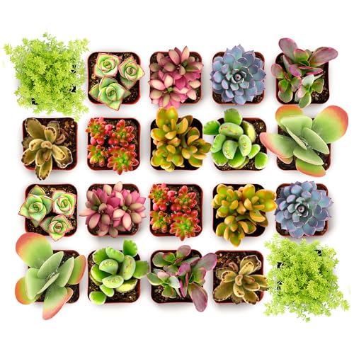 Shop Succulents Endless Summer Succulent Pack Collection - Live Mini Succulent Plants, Low Maintenance, Colors & Textures - Wedding and Party Favors, Gift & Garden, Pack of 20 - color: Endless Summer Collection