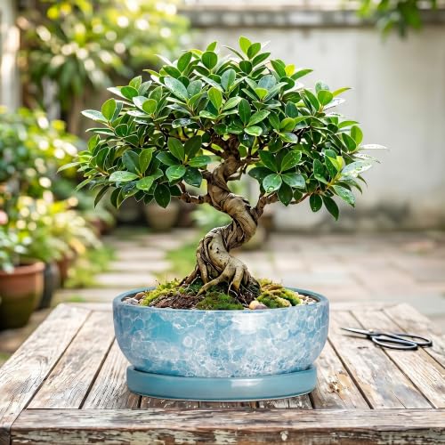 Bonsai Tree Pots, 10 Inch Ceramic Bonsai Planter, Droplet Blue - color: Droplet Blue, size: 10 Inch