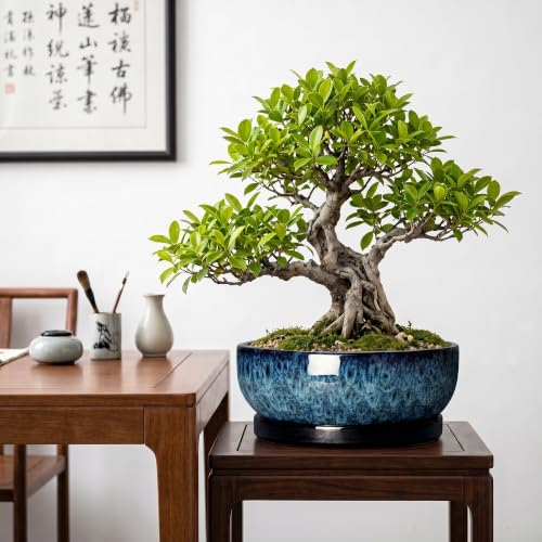 Bonsai Pots, 10 Inch Ceramic Succulent Pots with Saucer, Blue - color: Blue, size: 10 Inch