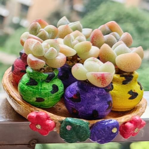 Mini Terracotta Pots – Small Clay Flower Pots for Succulents, Cactus, DIY Crafts, Fairy Garden, School Projects, Mini Planters – Set of 20 (Belly (No Drain Hole), 0.5 Inch) - size: 0.5 Inch, style: Belly (No Drain Hole)