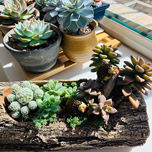 MUAMAX Miniatures Hedgehog Figurines Spring Hedgehog Decorations Spring Figurines Hedgehog Gifts,Mini Hedgehog Animals Micro Landscape Bonsai Craft Decor Miniature Garden Ornaments